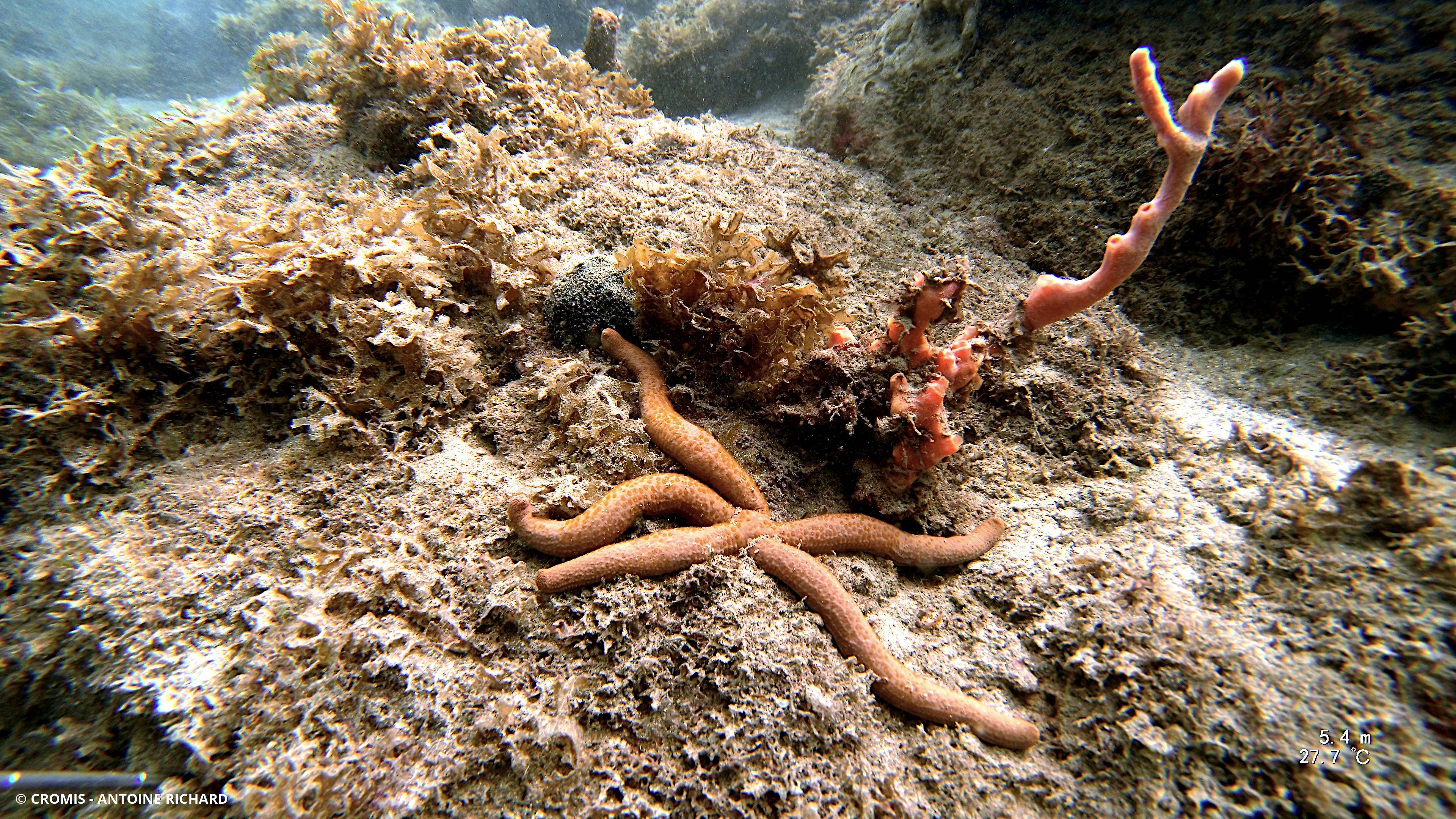 Etoile comète de Floride