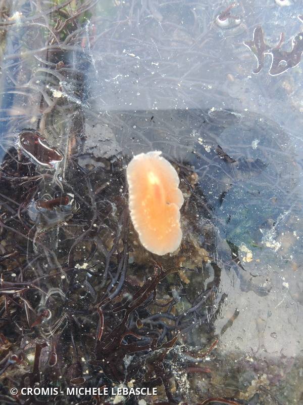 Eurylepte cornue