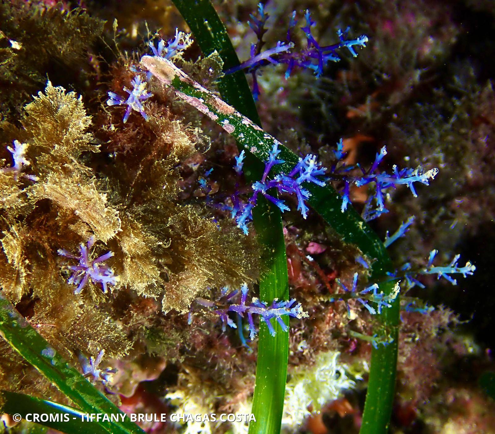 Cystoseire bleue