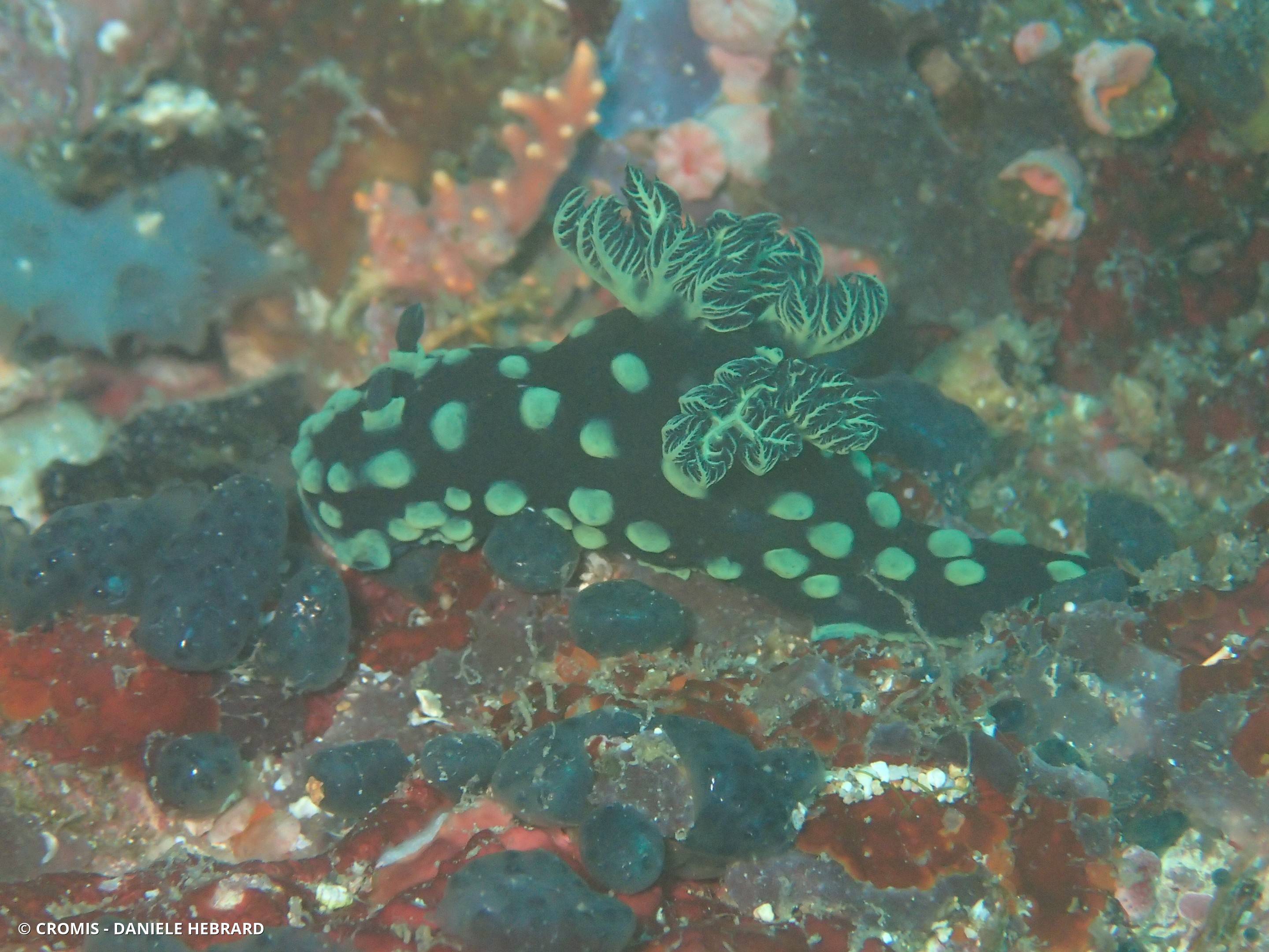 Nembrotha noir et vert