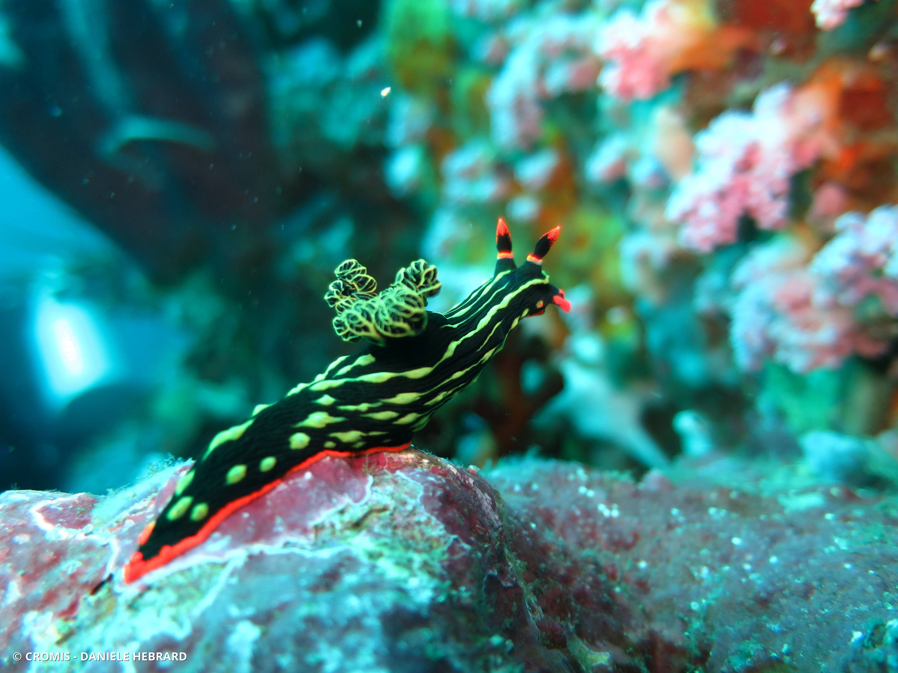 Nembrotha de Kubary