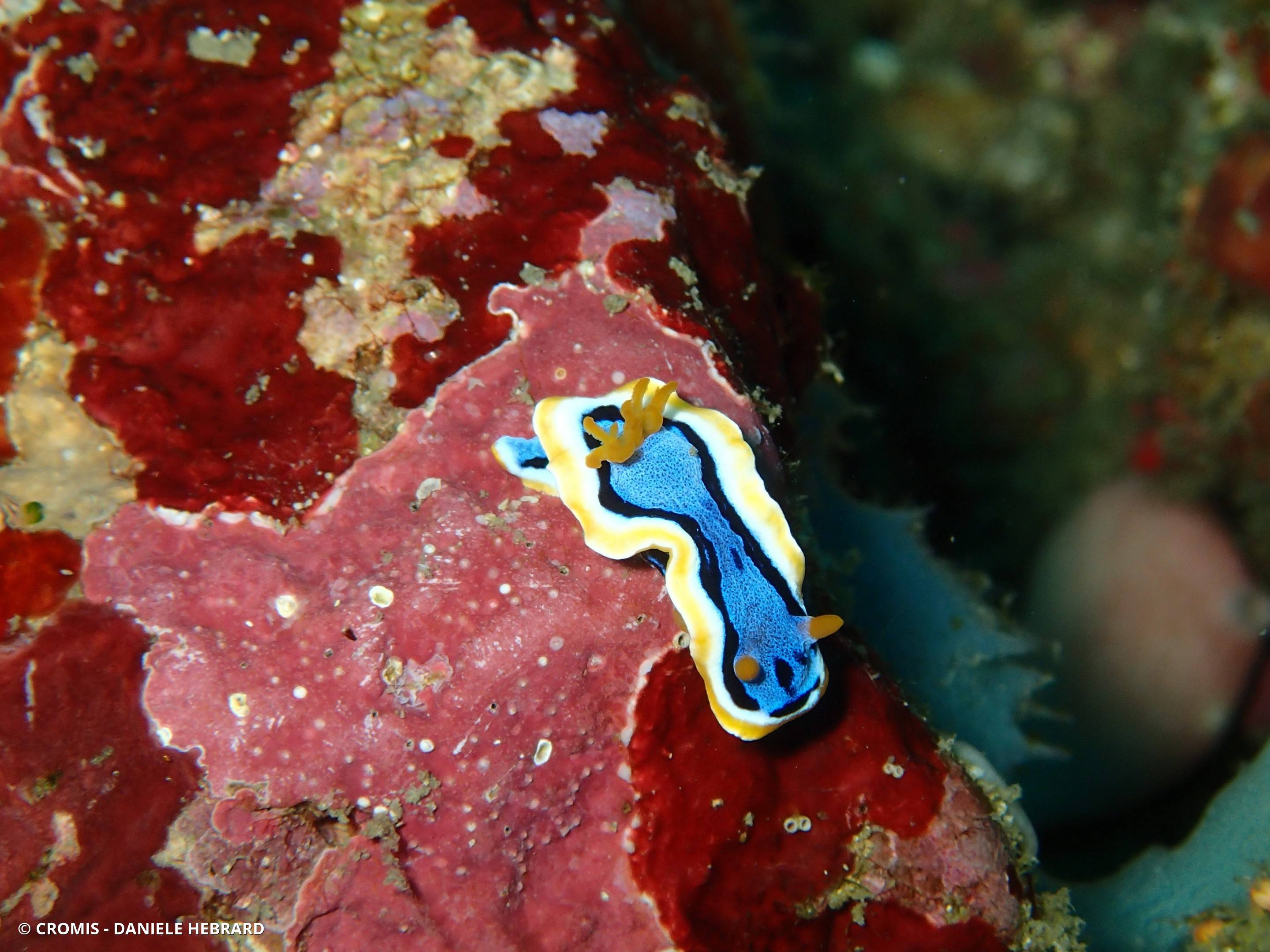 Chromodoris d'Anne