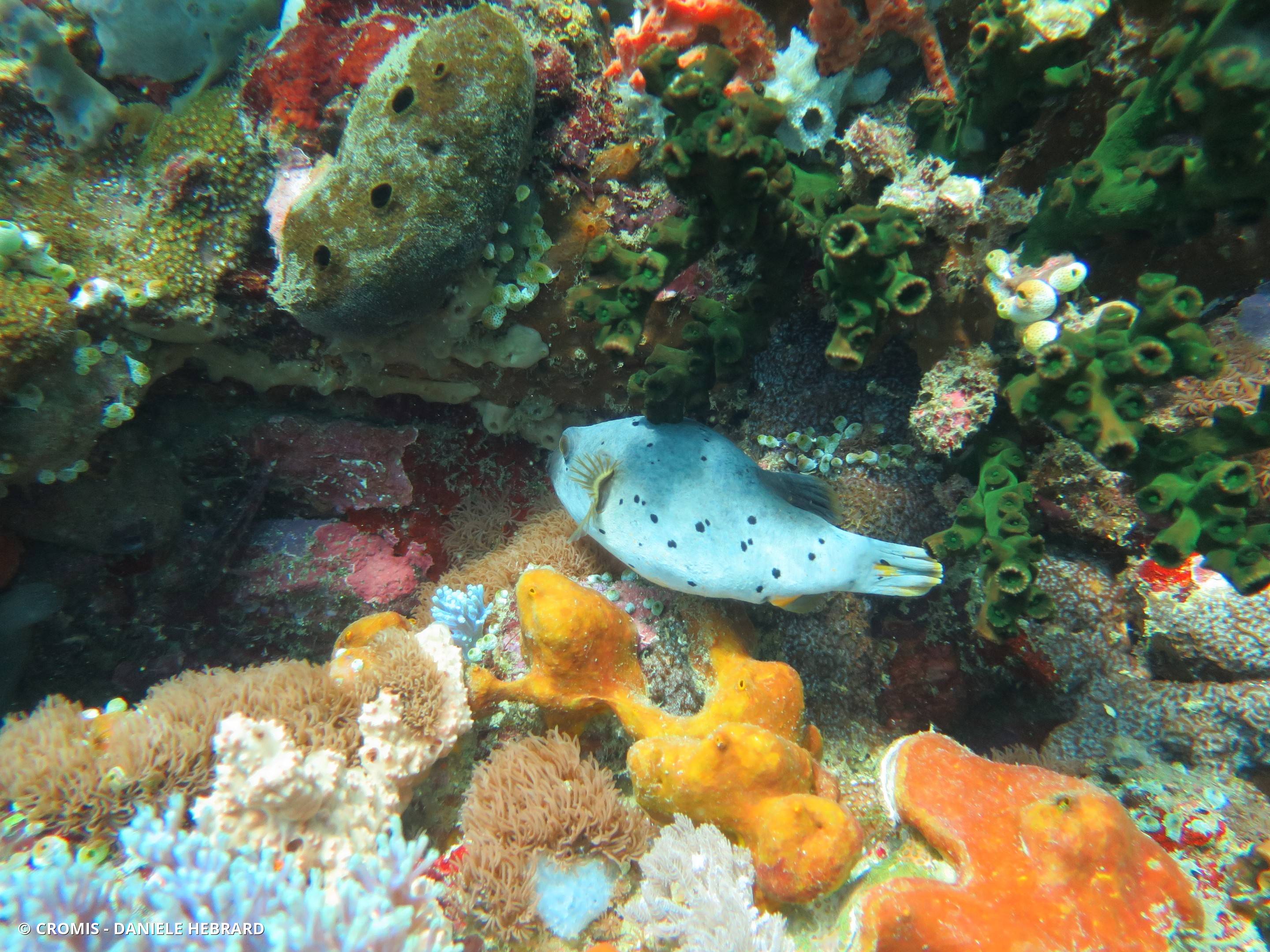Poisson-ballon à taches noires