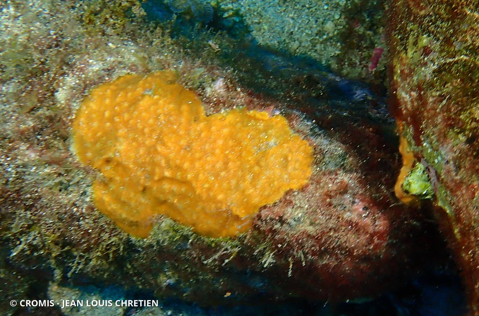 Schizomavelle mamelonné