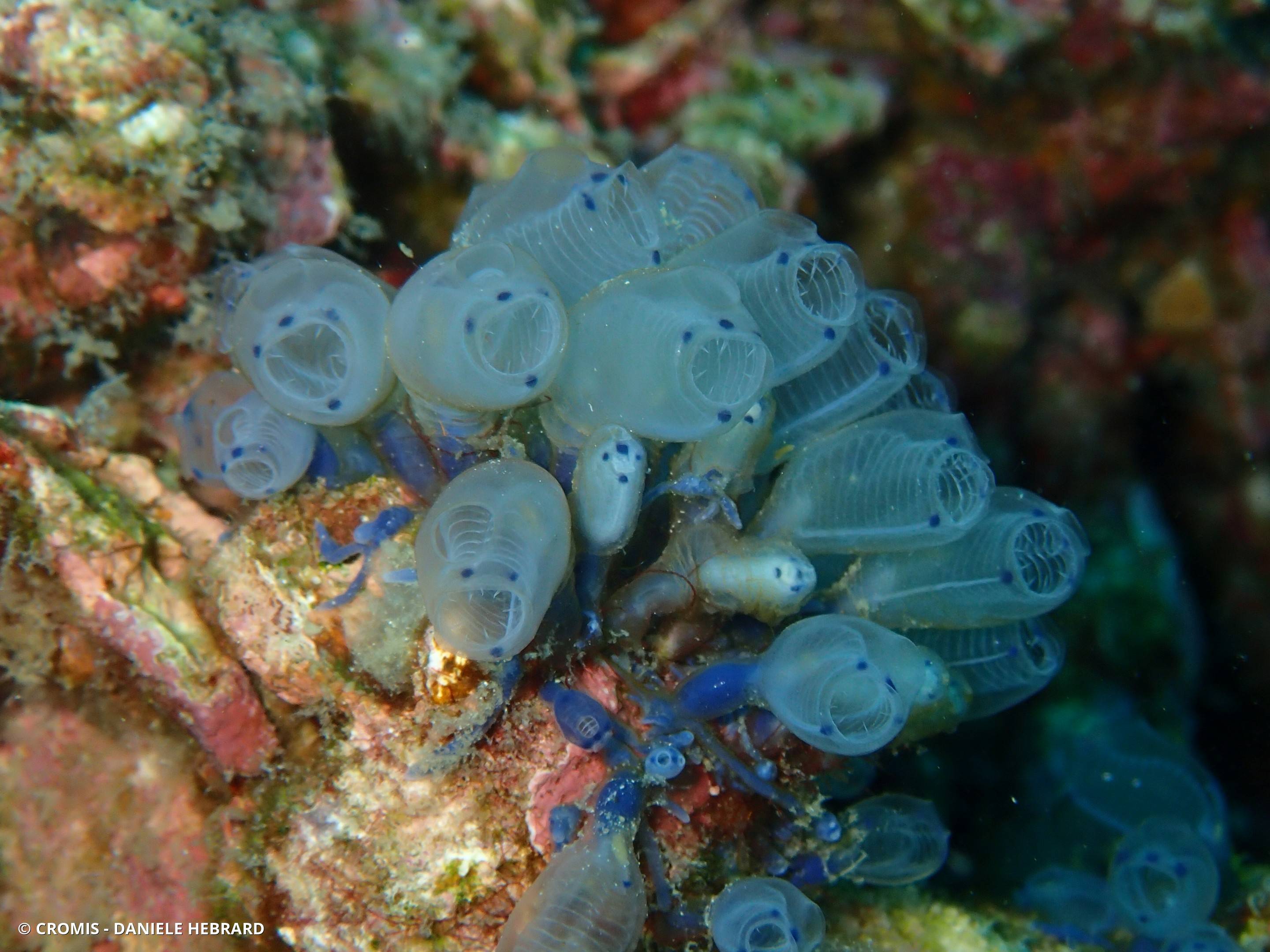 Claveline bleue tropicale