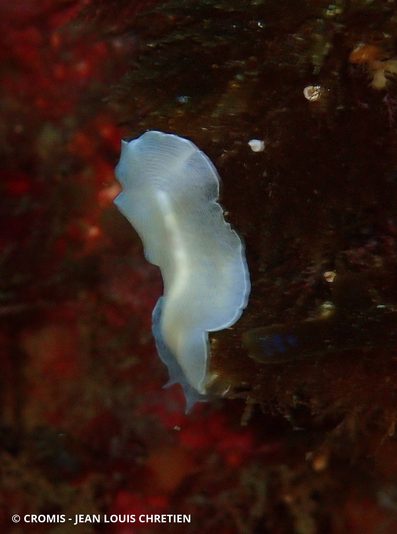 Ver plat albinos de Méditerranée