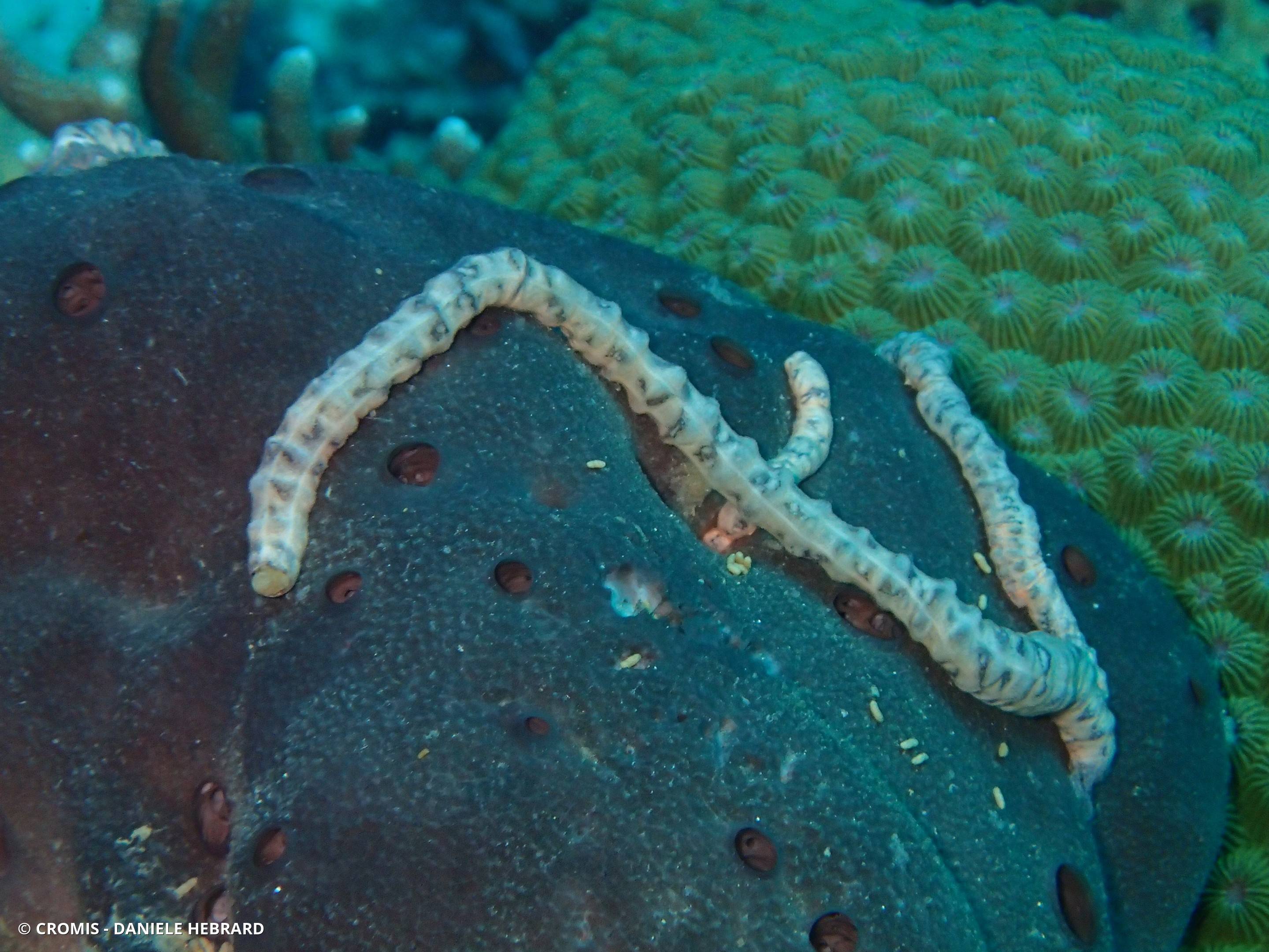 Holothurie serpent collante