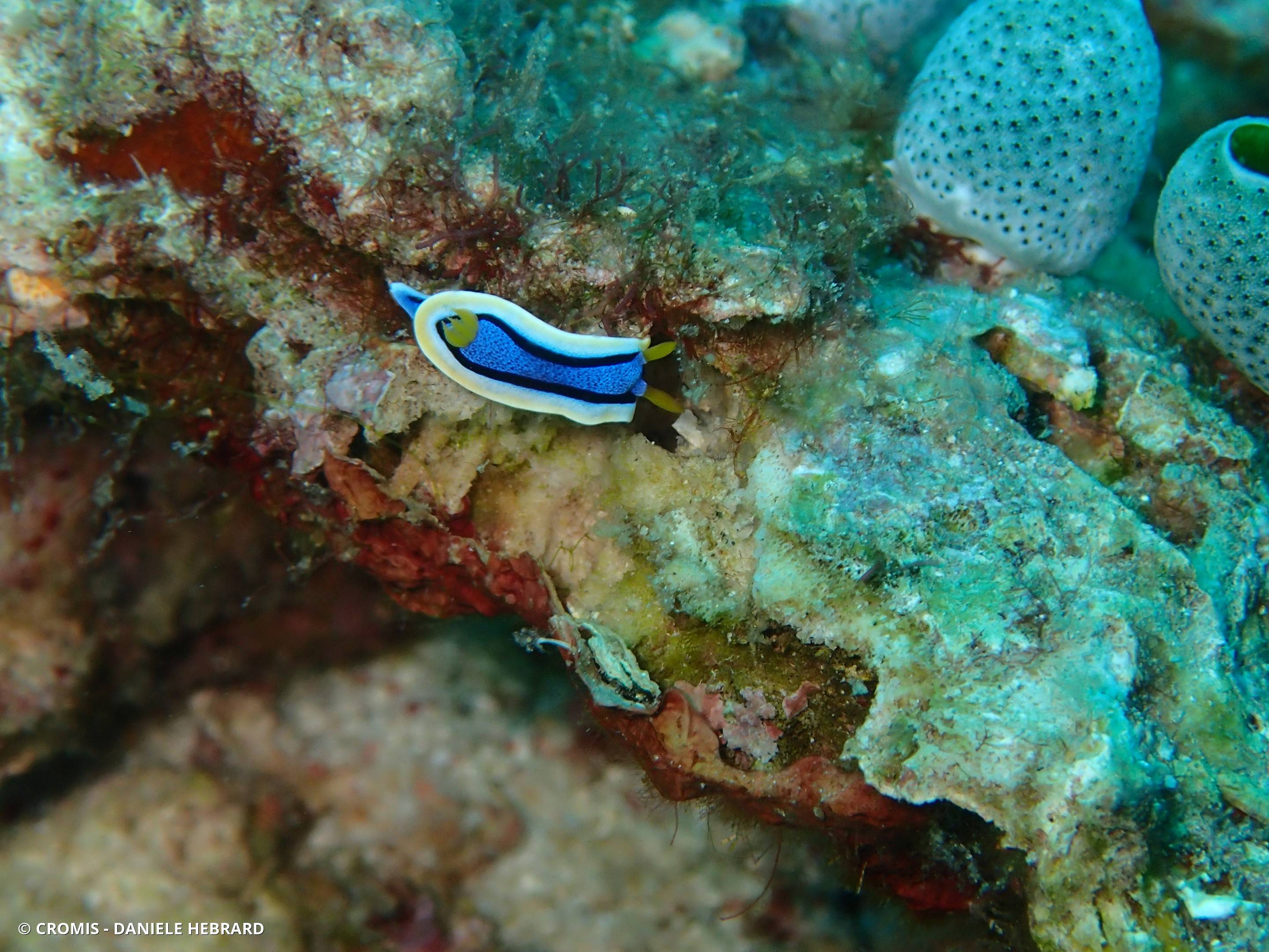 Chromodoris d'Anne