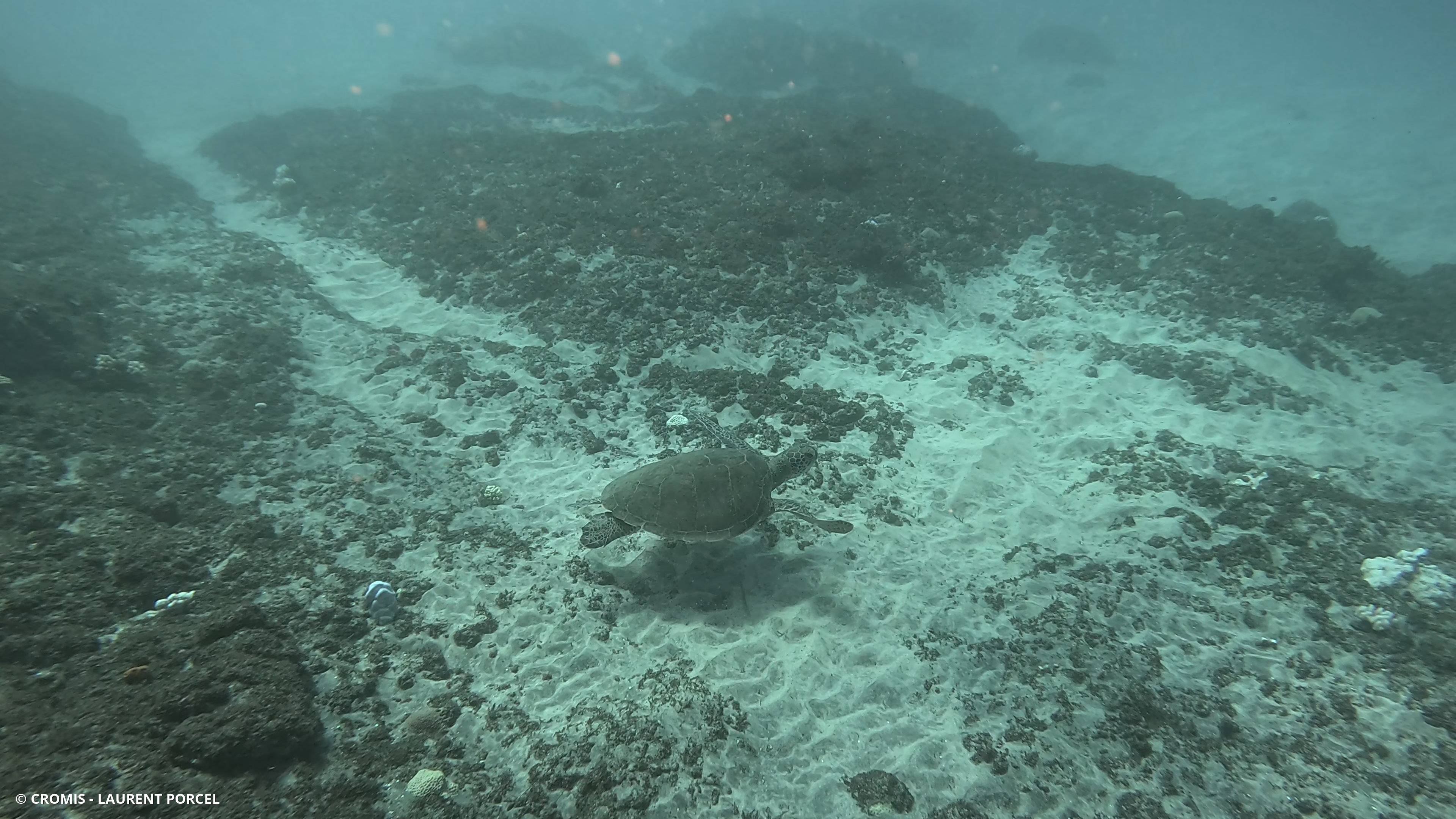 Tortue verte