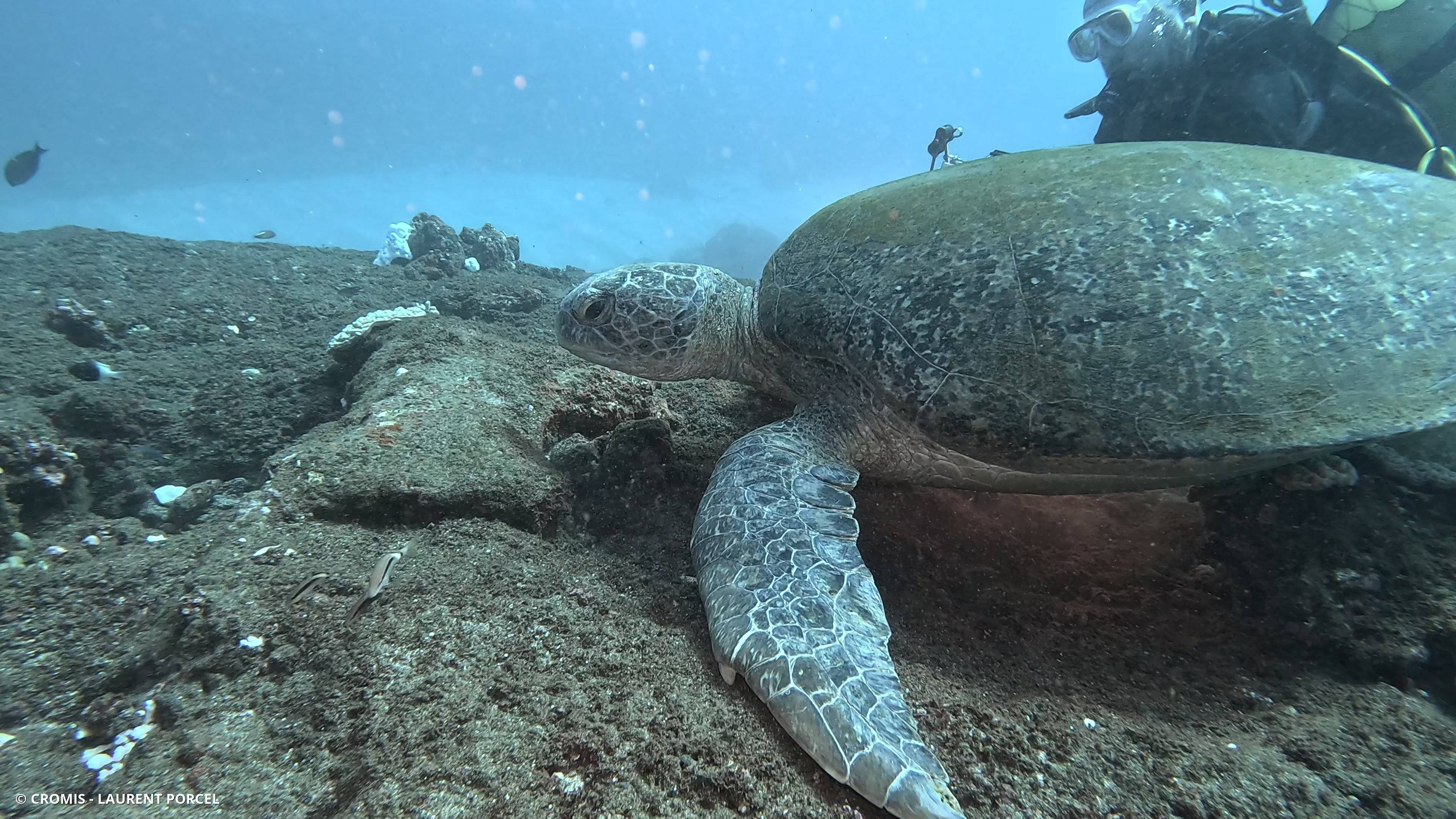 Tortue verte