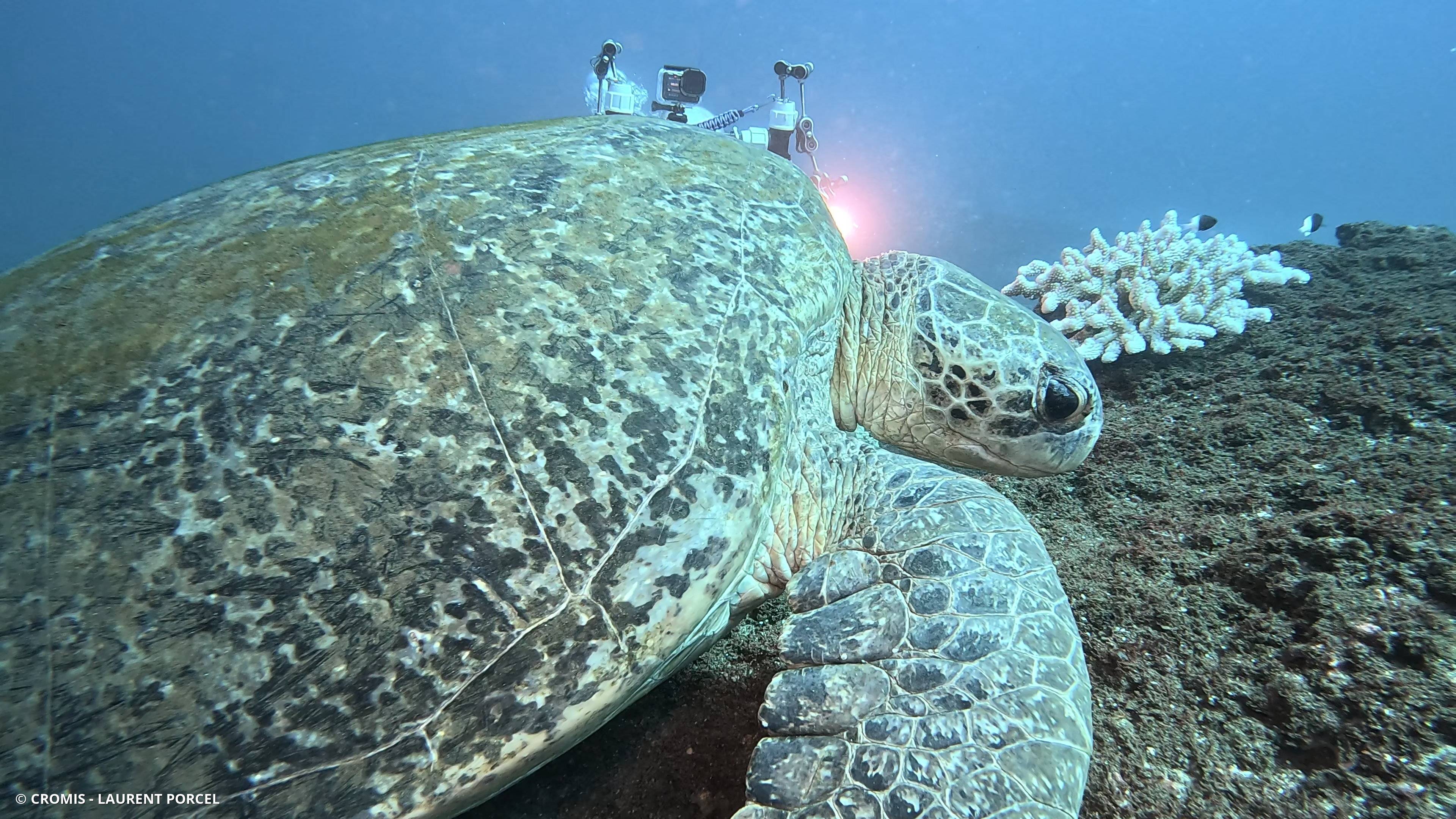 Tortue verte