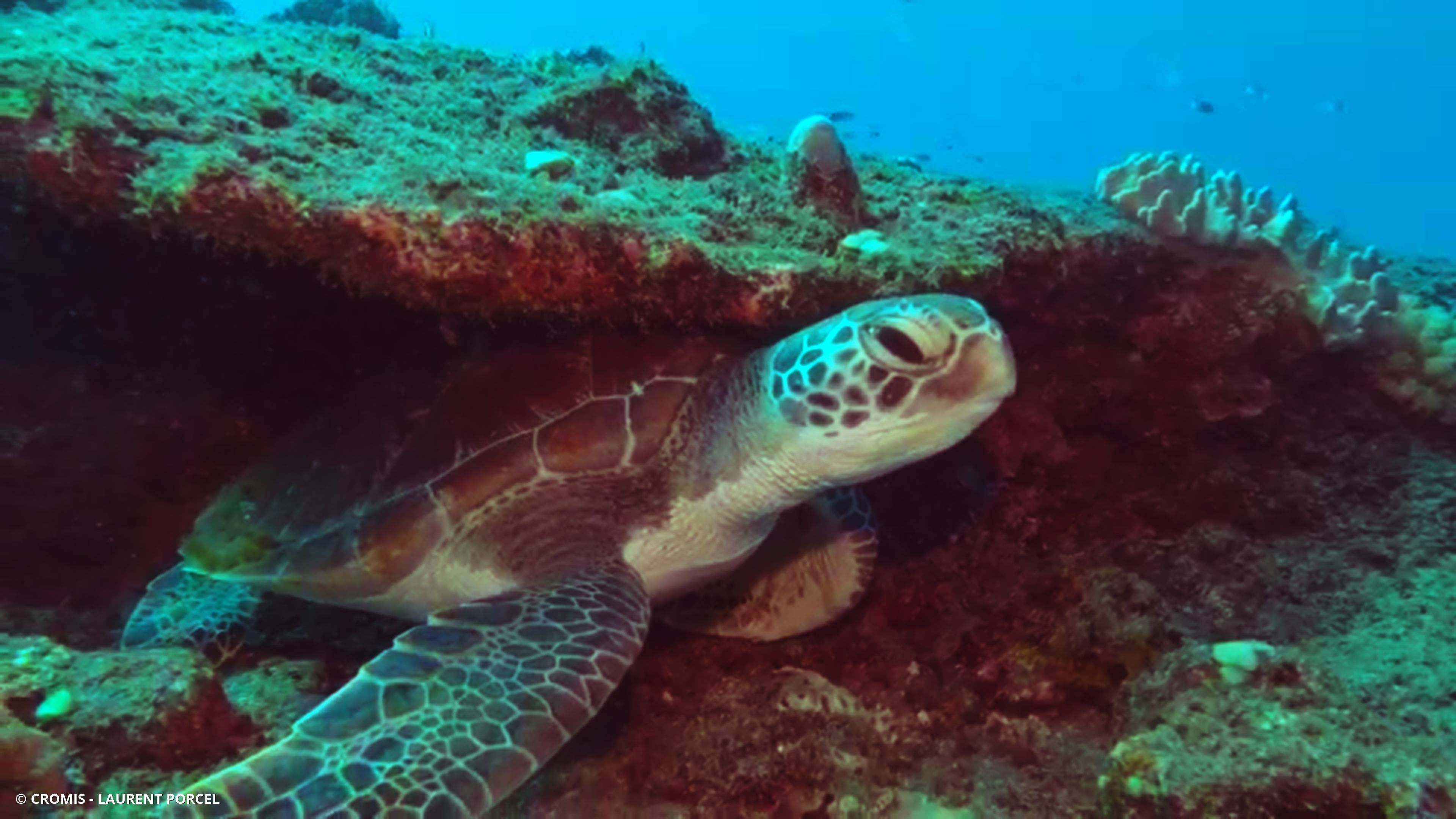 Tortue verte