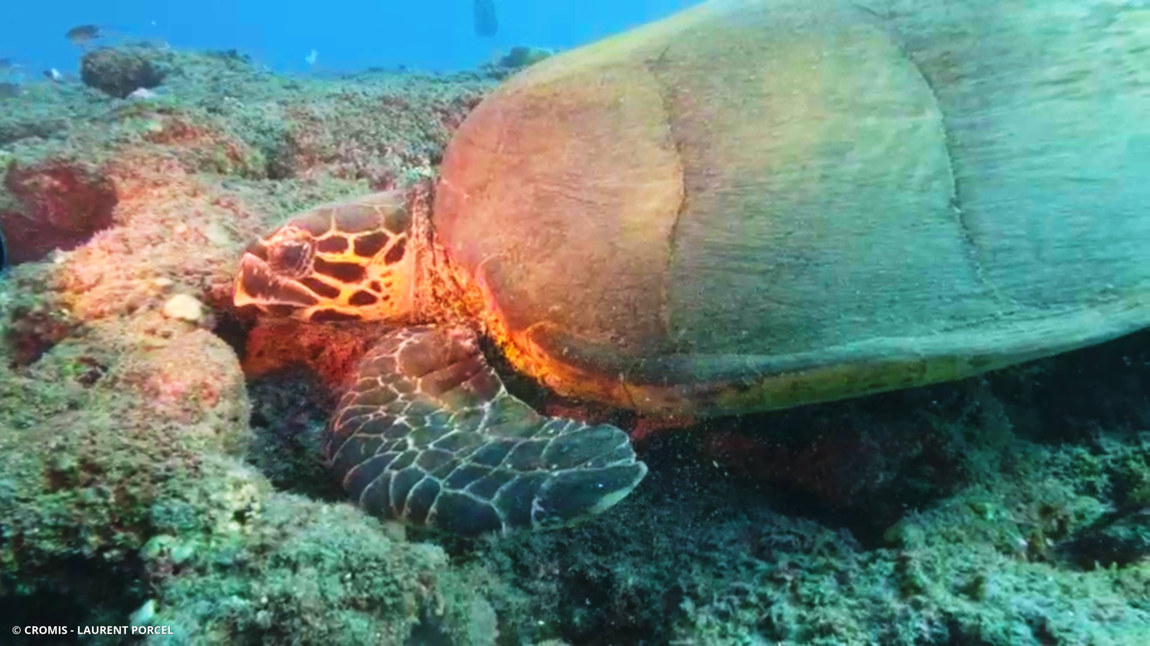 Tortue imbriquée
