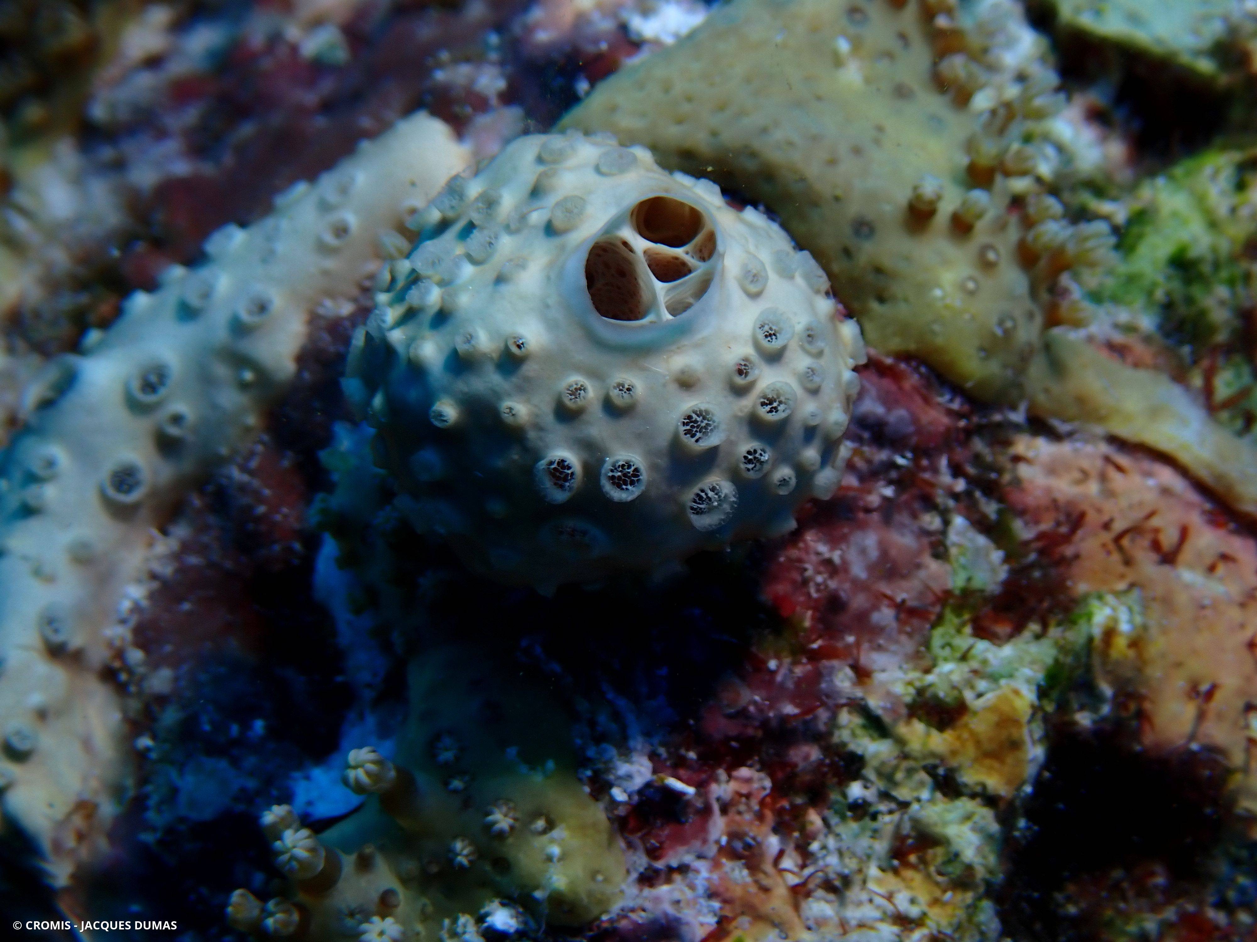Crella (Grayella) cyatophora