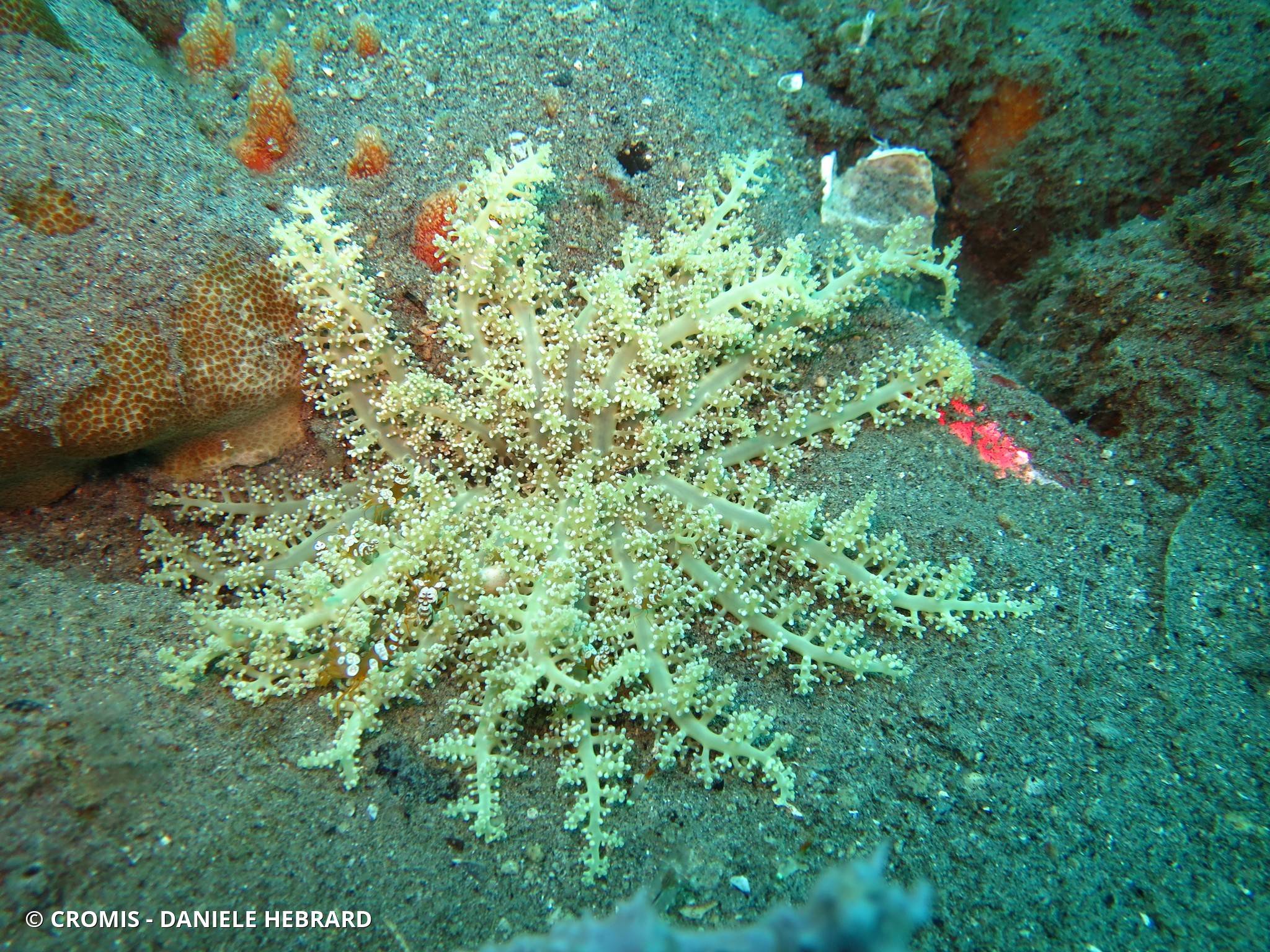 Actinodendron plumeux