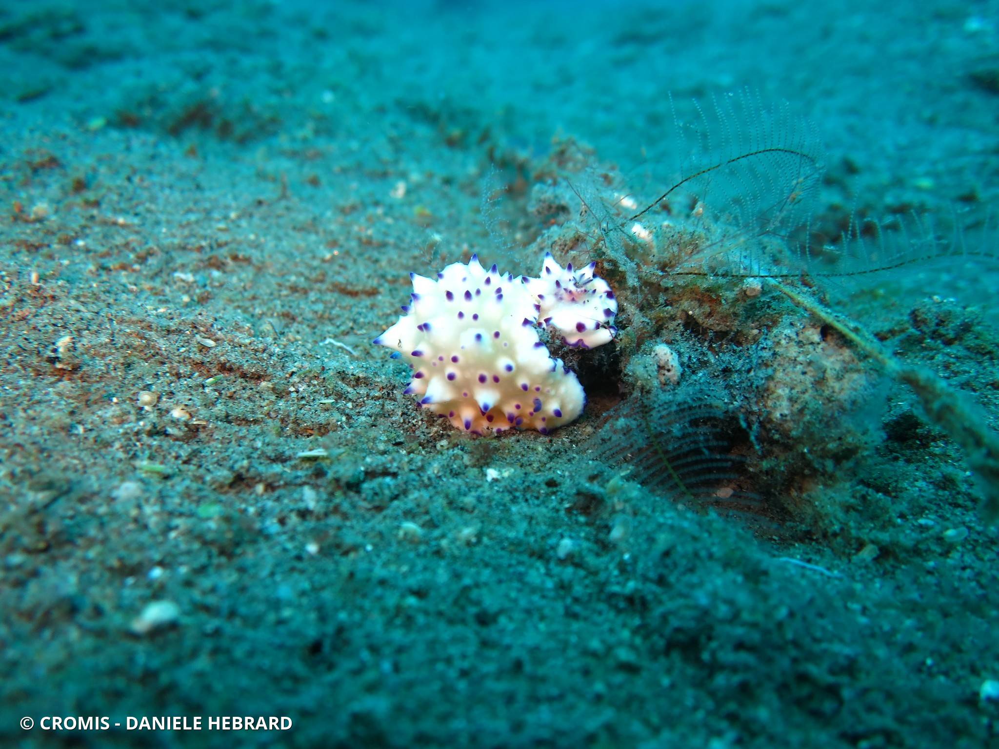 Mexichromis tuberculée