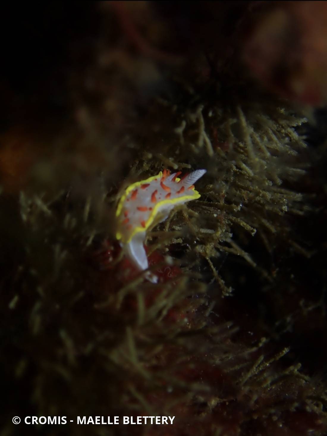 Doris à papilles rouges