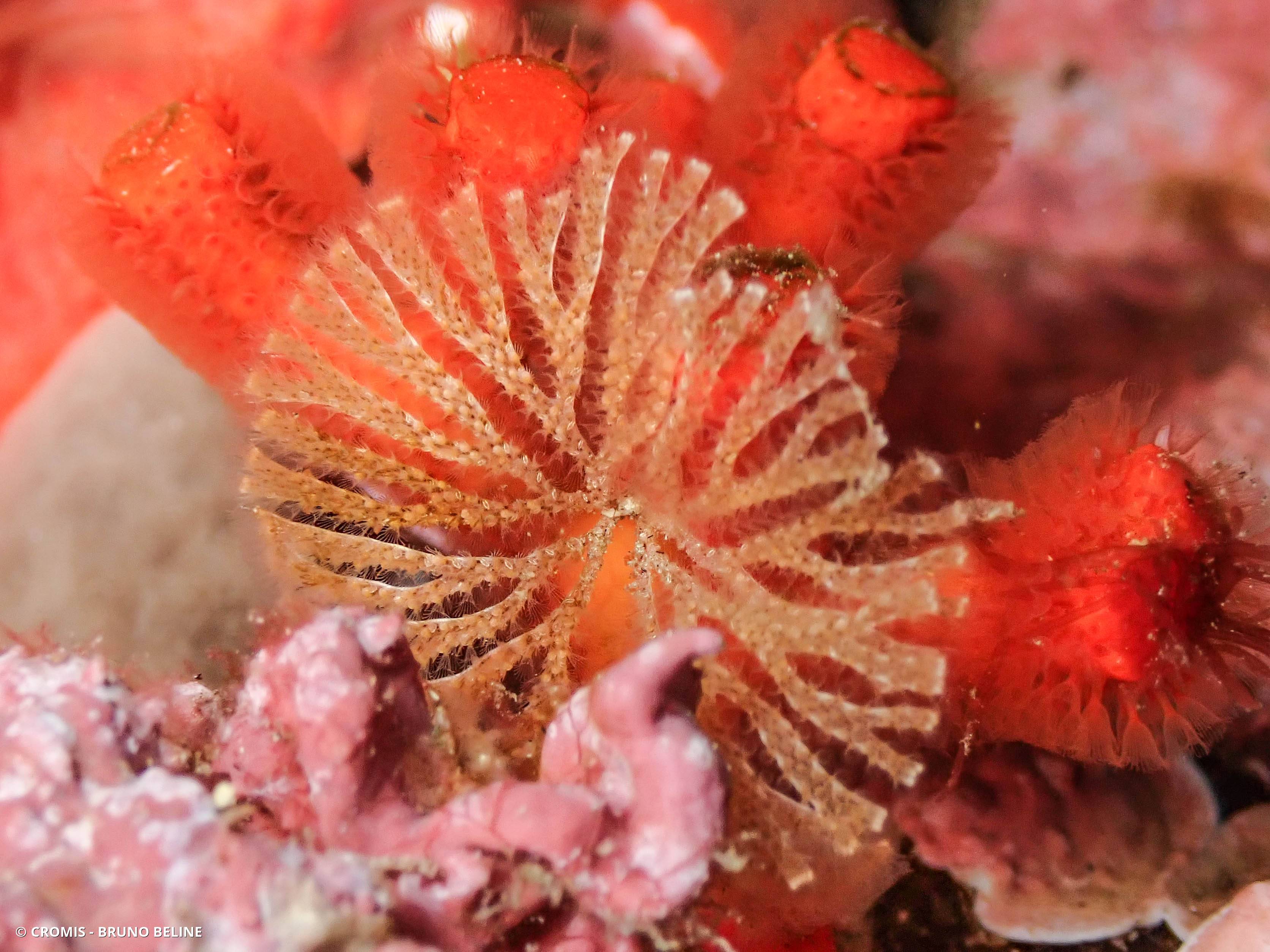 Bryozoaire à fouet