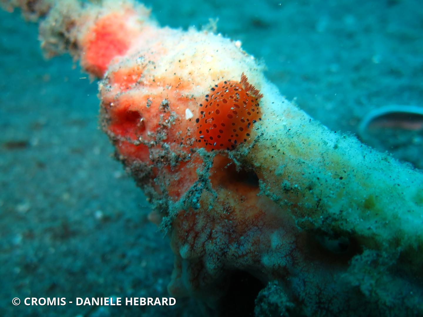 Dendrodoris tachetée