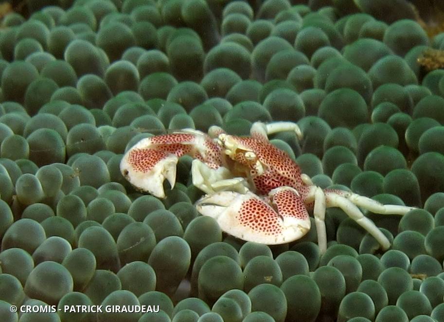 Crabe porcelaine