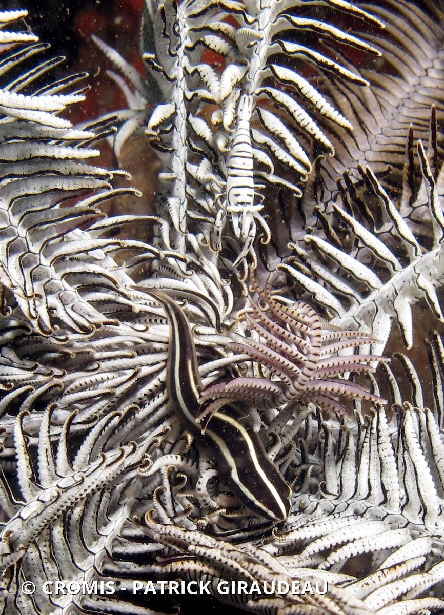 Poisson-ruban des crinoïdes