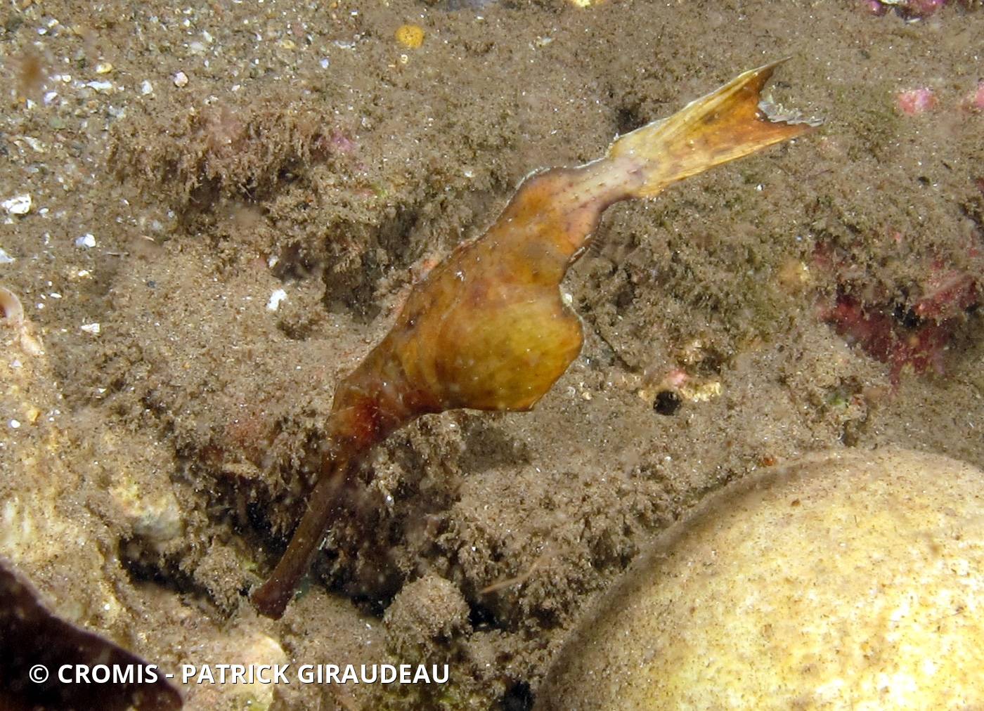 Poisson-fantôme robuste