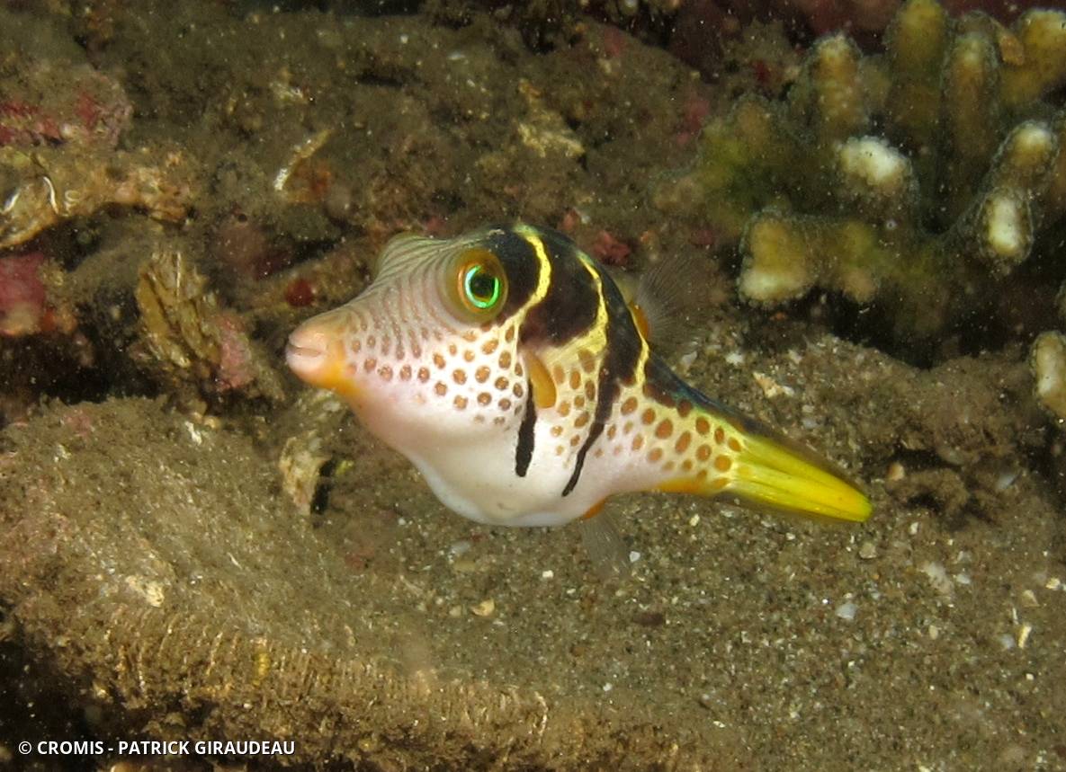Canthigaster à selle noire