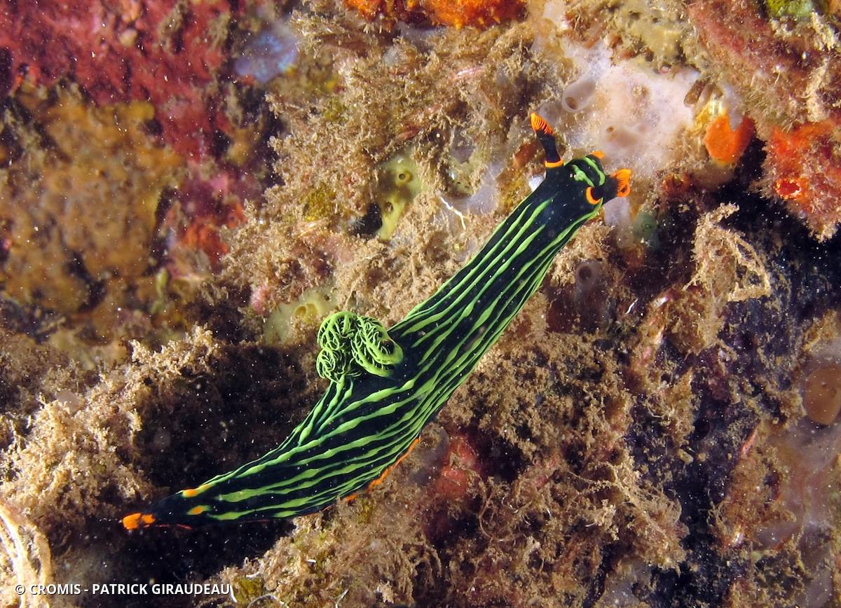 Nembrotha de Kubary