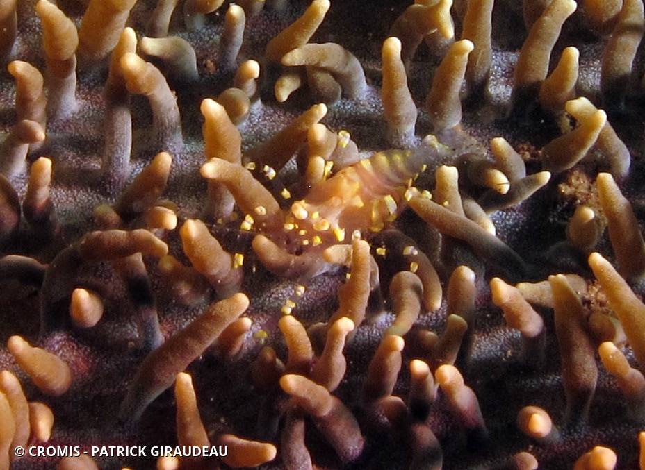 Pliopontonia furtive