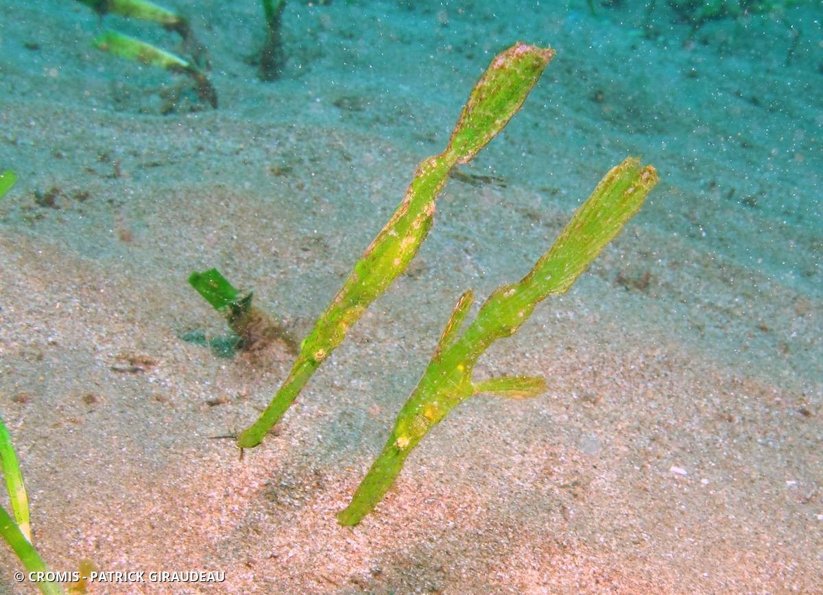 Poisson-fantôme robuste