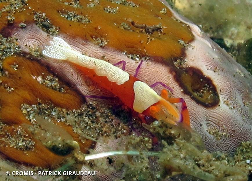 Crevette nettoyeuse impériale