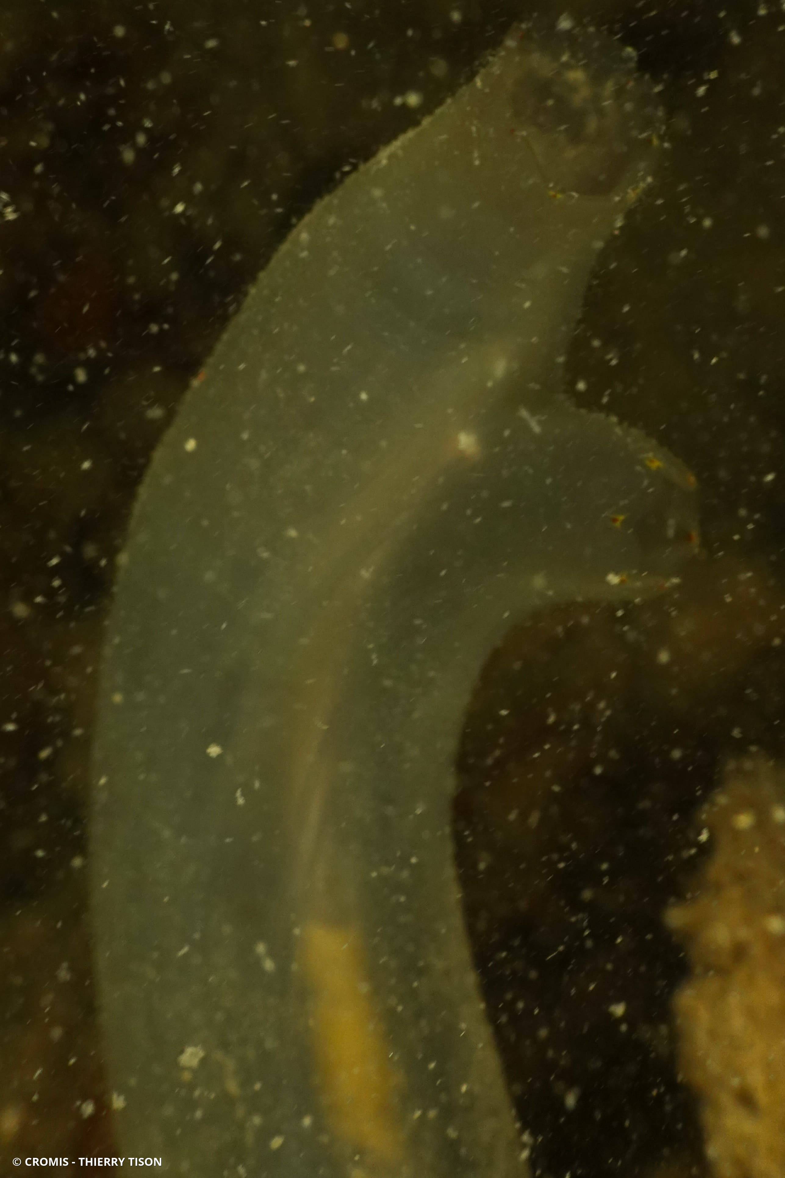Clione verte