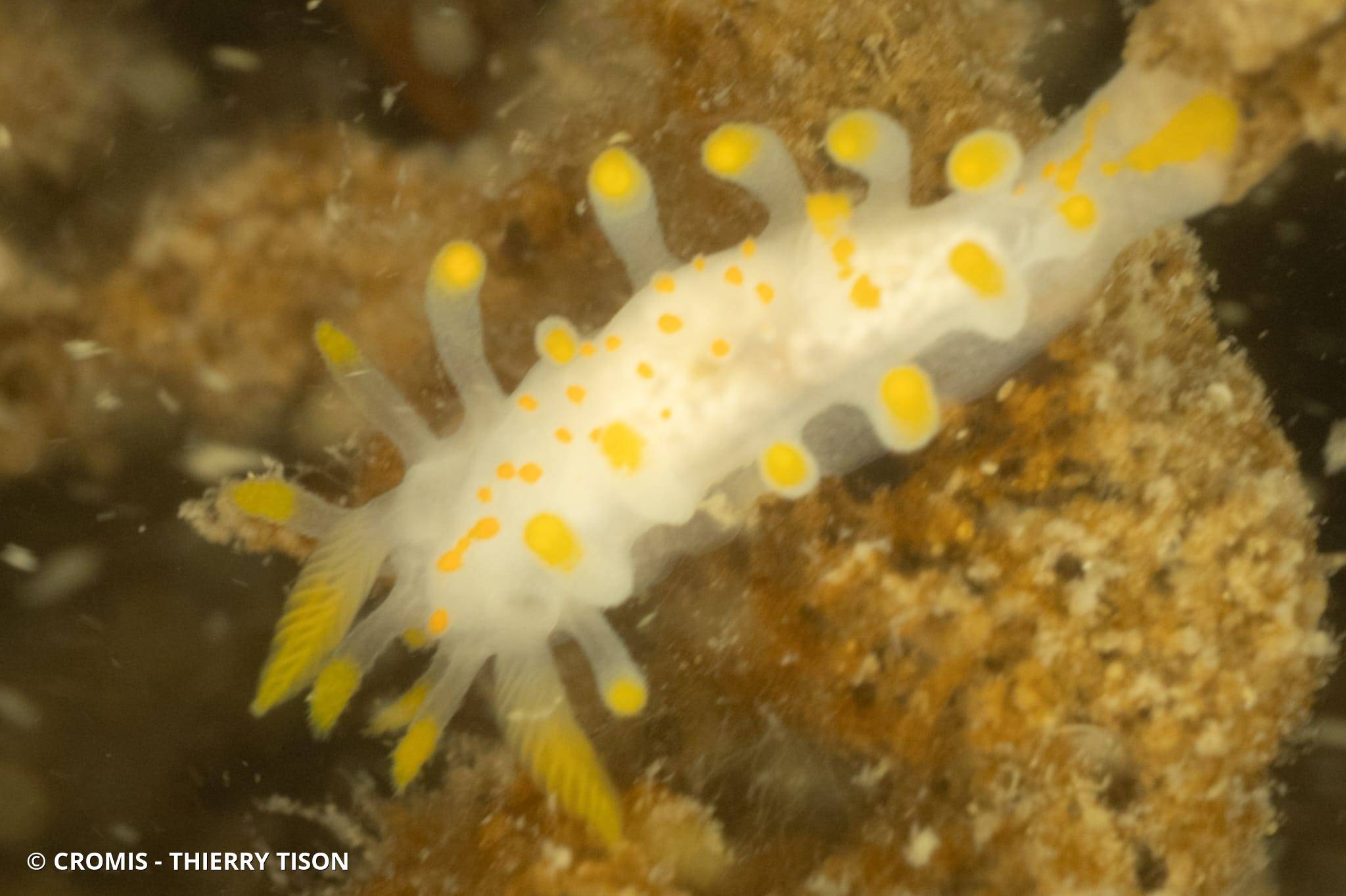 Limacia clavigère