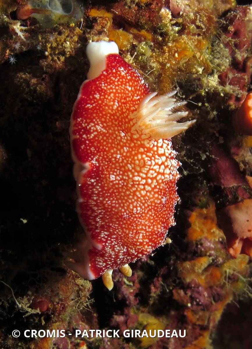Chromodoris réticulée