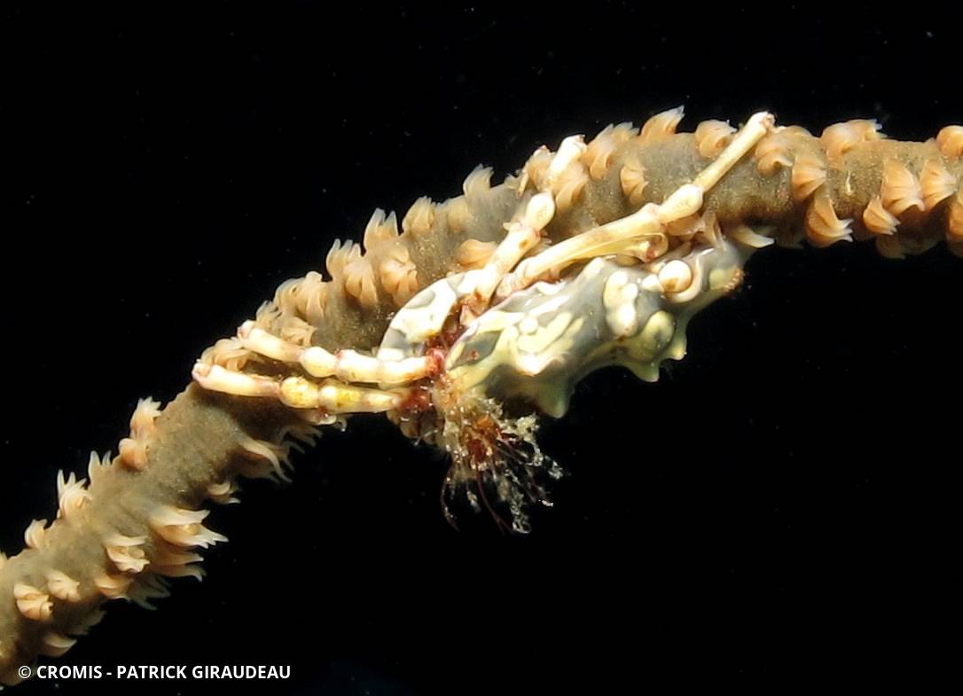Xenocarcinus tuberculeux