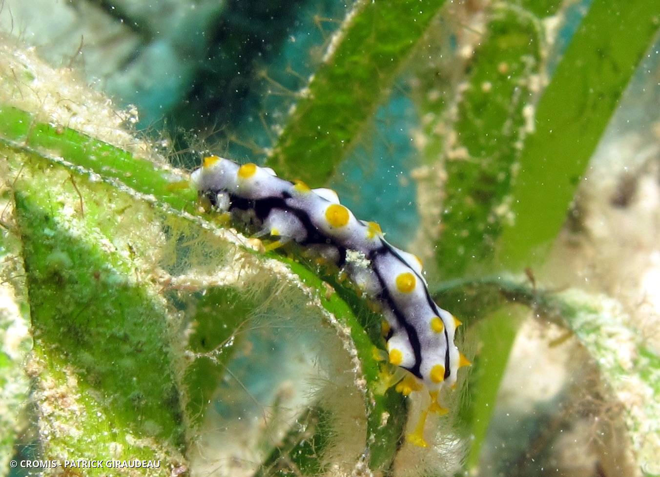 Holothurie rayée