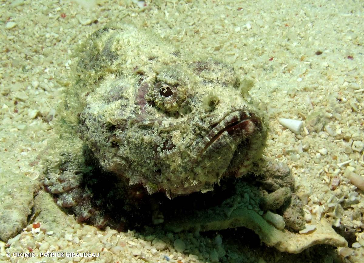 Poisson-scorpion diable