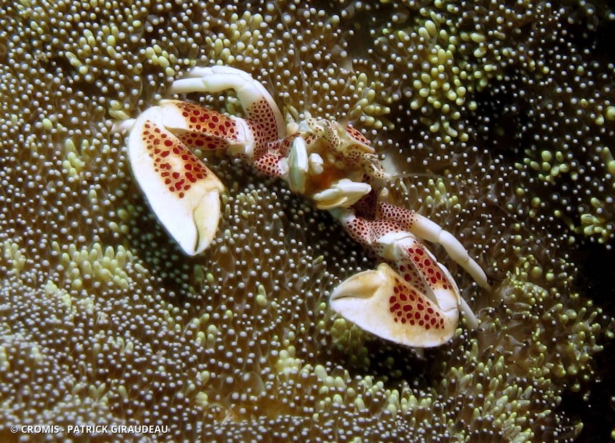 Crabe porcelaine