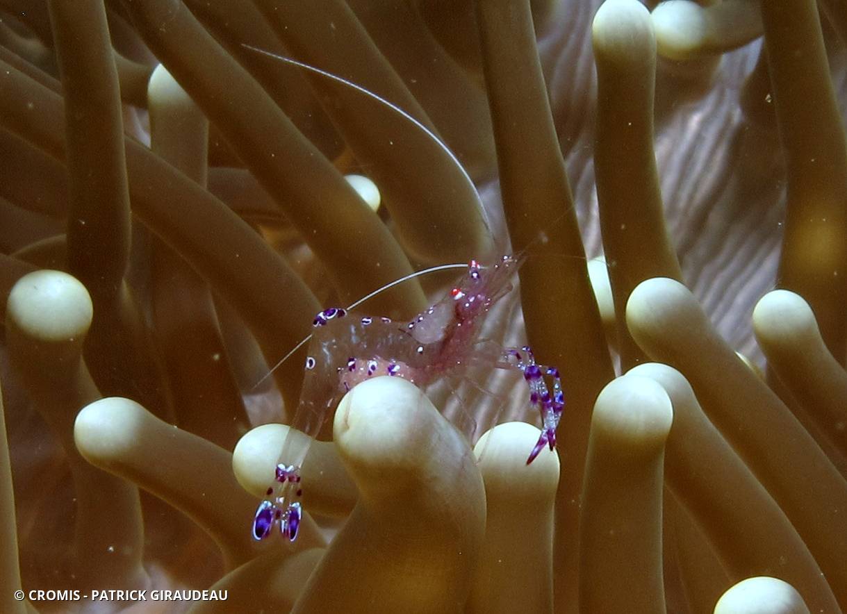 Crevette nettoyeuse de Holthuis