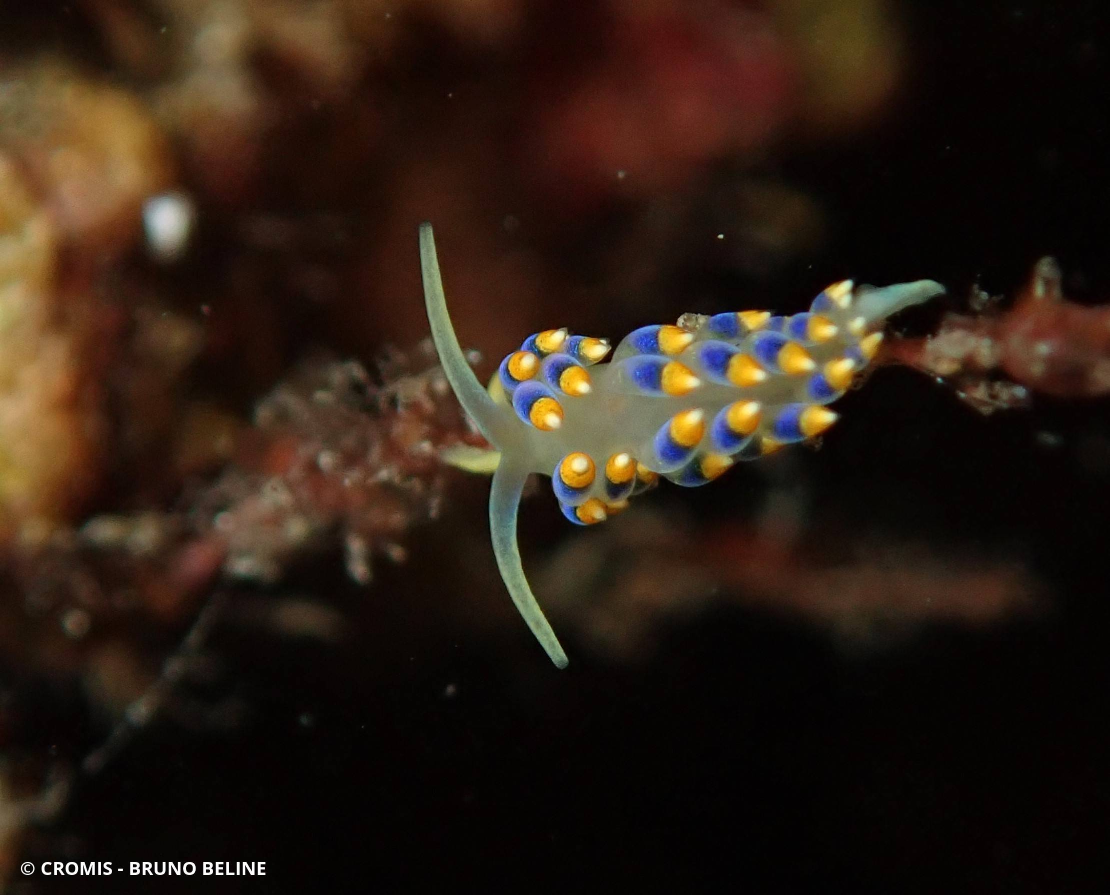 Cuthona bleue