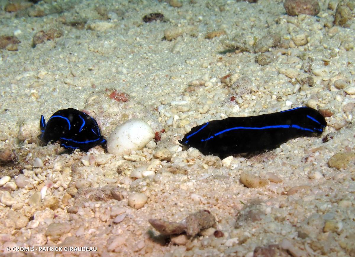 Chélidonure variable
