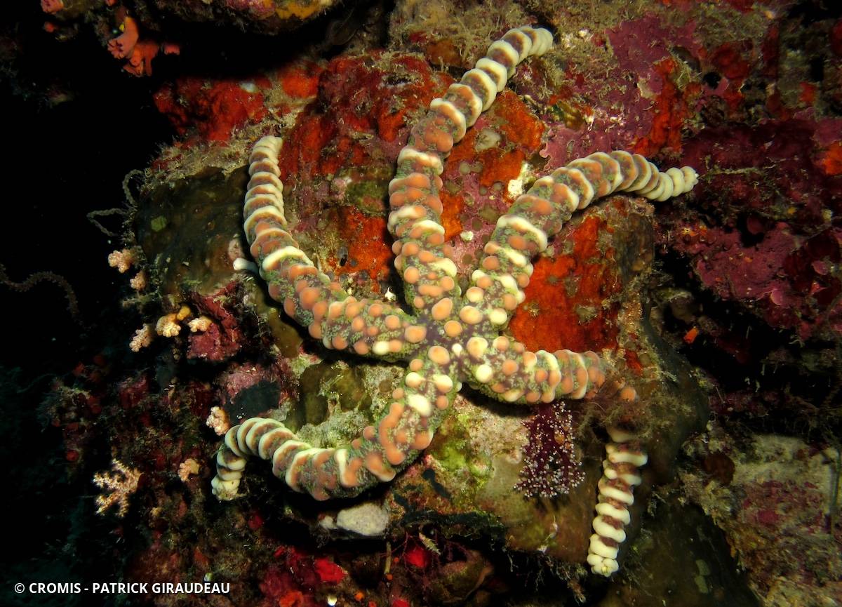 Étoile de mer verruqueuse