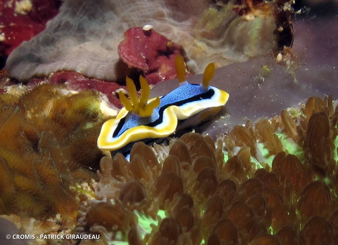 Chromodoris d'Anne
