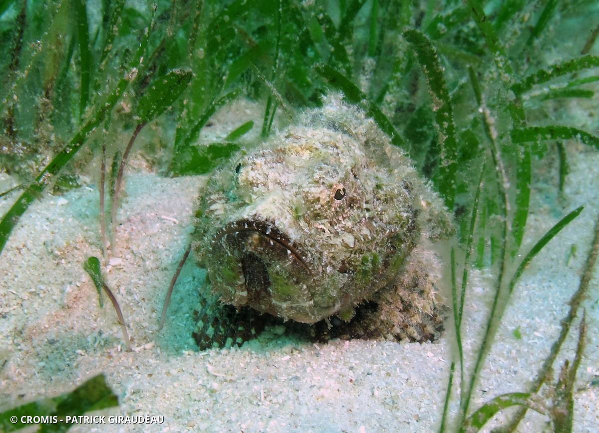 Poisson-scorpion diable