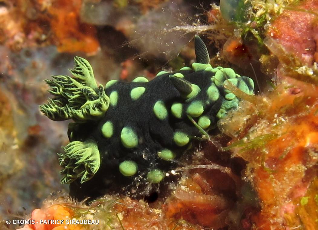 Nembrotha noir et vert