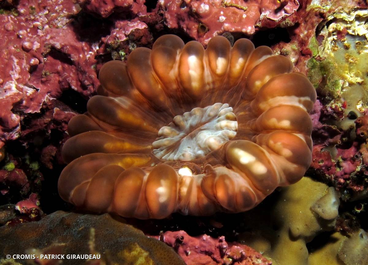 Corail à larmes