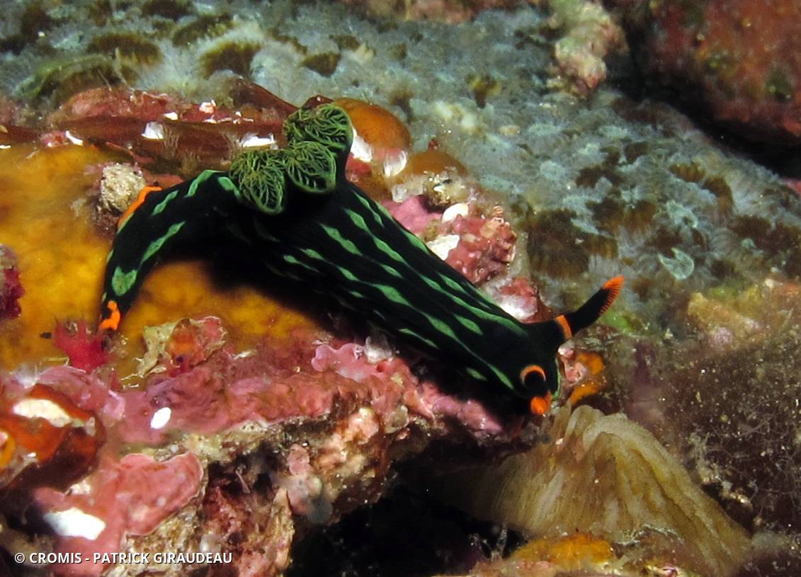 Nembrotha de Kubary