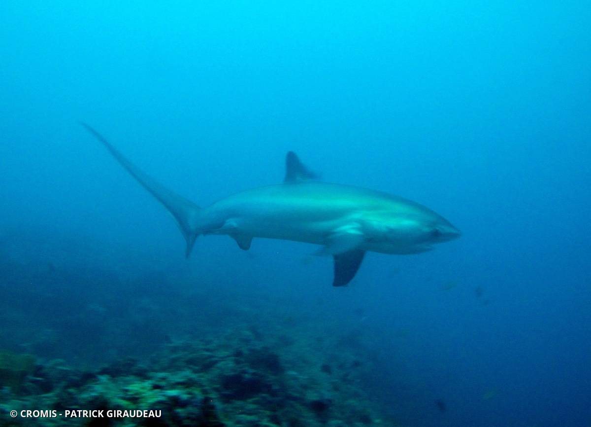 Requin renard commun