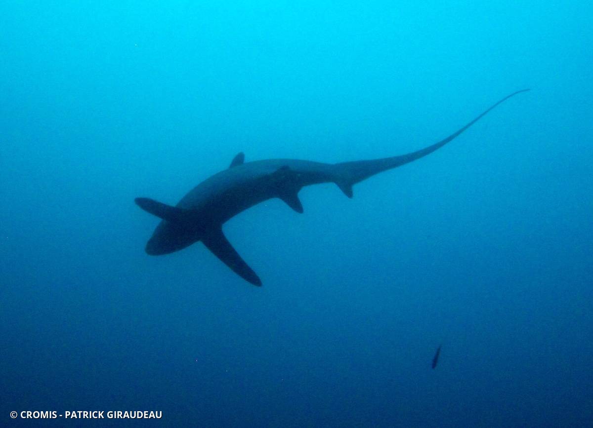 Requin renard commun