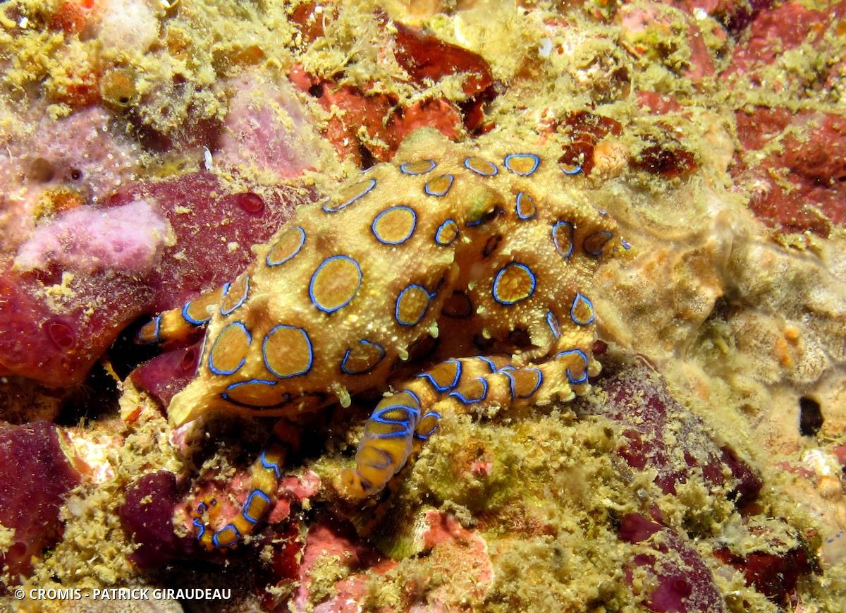 Poulpe à anneaux bleus